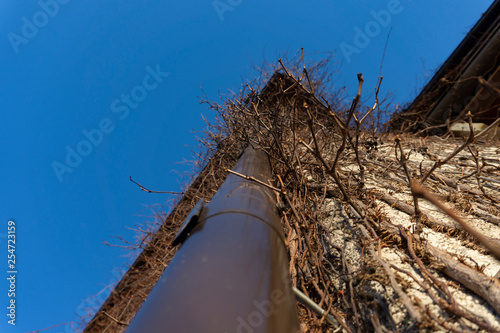 Deciduous creeper with bare vines on a house