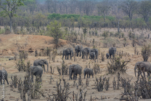 Elefant in der Savanne vom in Simbabwe, Südafrika 