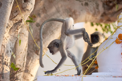 Canvas Print Baby monkey black faced playing in Pushkar, India
