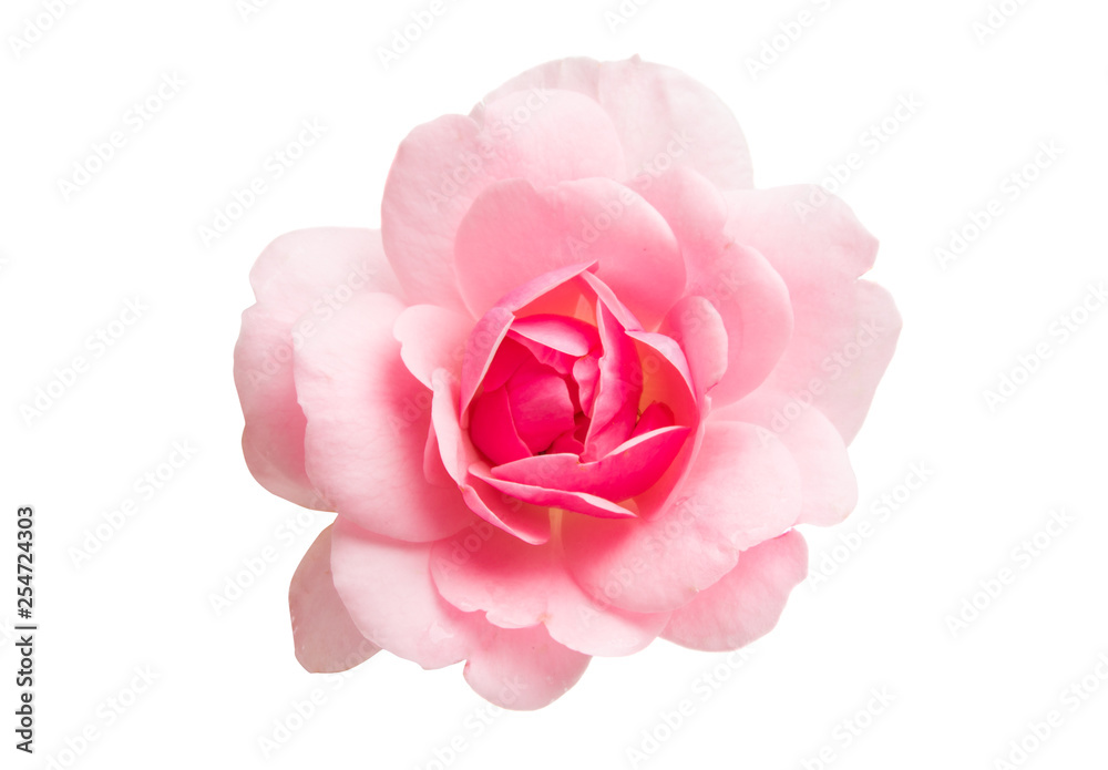pink rose isolated pink rose isolated