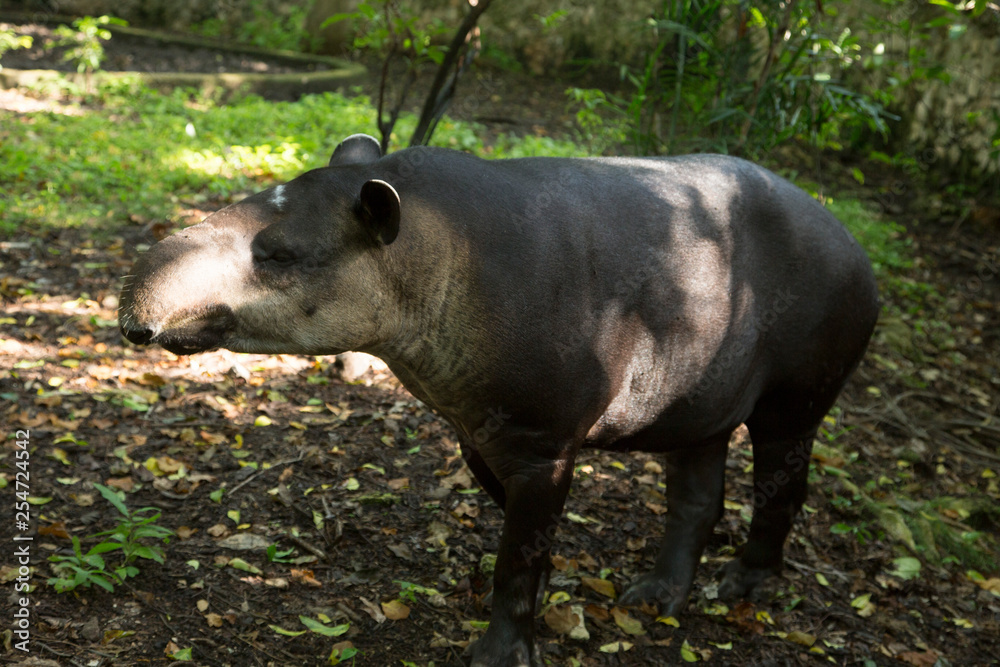 Fototapeta premium animal del caribe