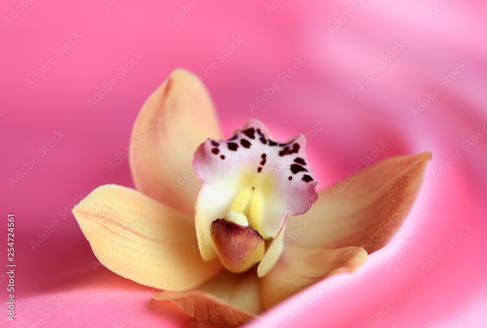 Apricot orchid on a pink background