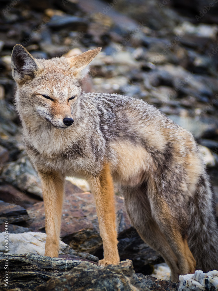 Grey fox relaxing in the top of Cerro Guanaco in Ushuaia Grey fox relaxing in the top of Cerro Guanaco in Ushuaia