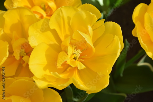 Tulpen sind Wunder der Natur in Fr  hlingszeit Amsterdam  Niederland