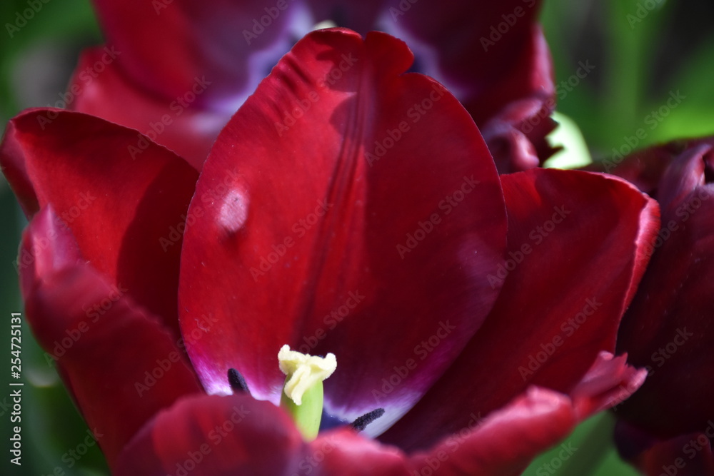 Tulpen sind Wunder der Natur in Frühlingszeit Amsterdam, Niederland Tulpen sind Wunder der Natur in Frühlingszeit Amsterdam, Niederland
