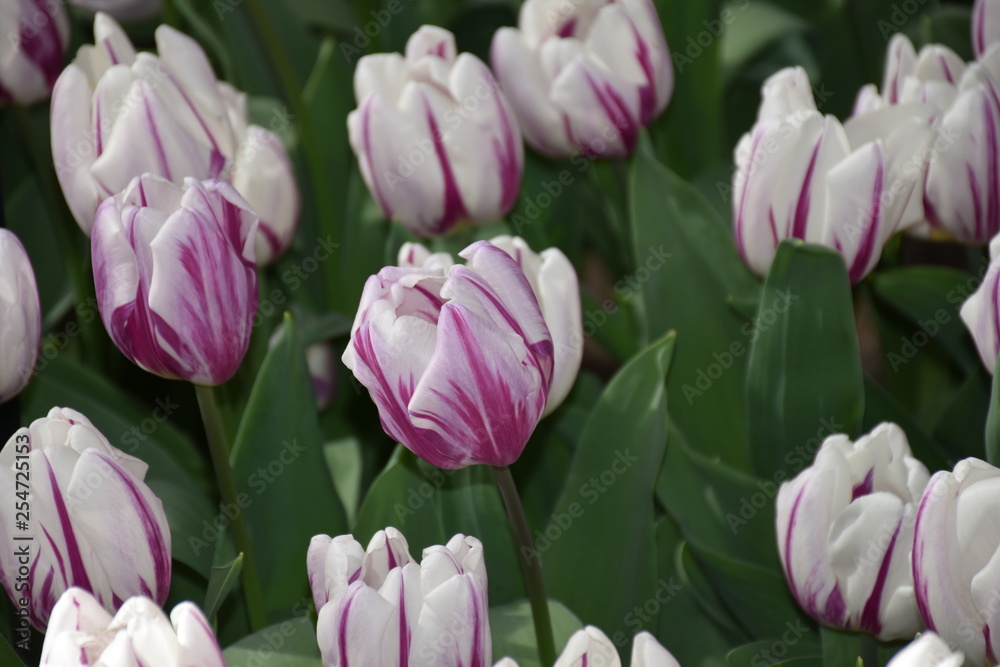 Fototapeta premium Tulpen sind Wunder der Natur in Frühlingszeit Amsterdam, Niederland