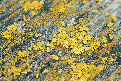 Yellow lichens. Macro shooting of lichens. Moons on the wooden surface. Texture mosses photo