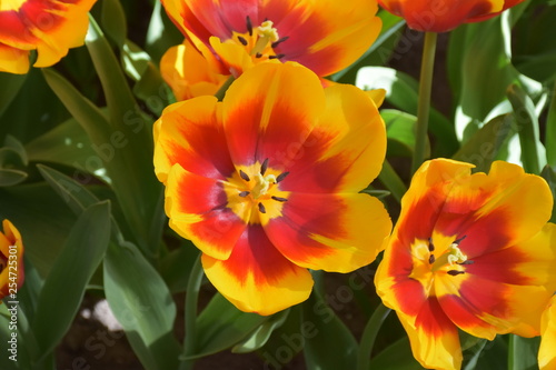 Tulpen sind Wunder der Natur in Fr  hlingszeit Amsterdam  Niederland