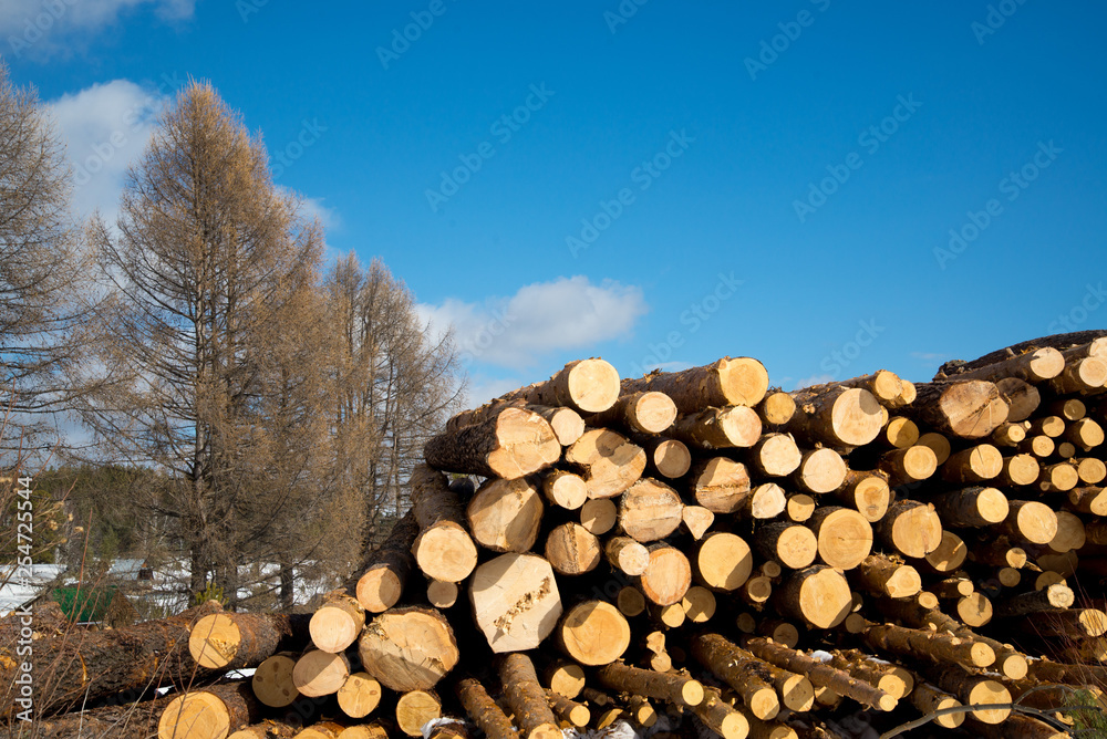 Stacked wood logs against blue sky - lumber or timber industry concept, sawn logs on a blue sky background Stacked wood logs against blue sky - lumber or timber industry concept, sawn logs on a blue sky background