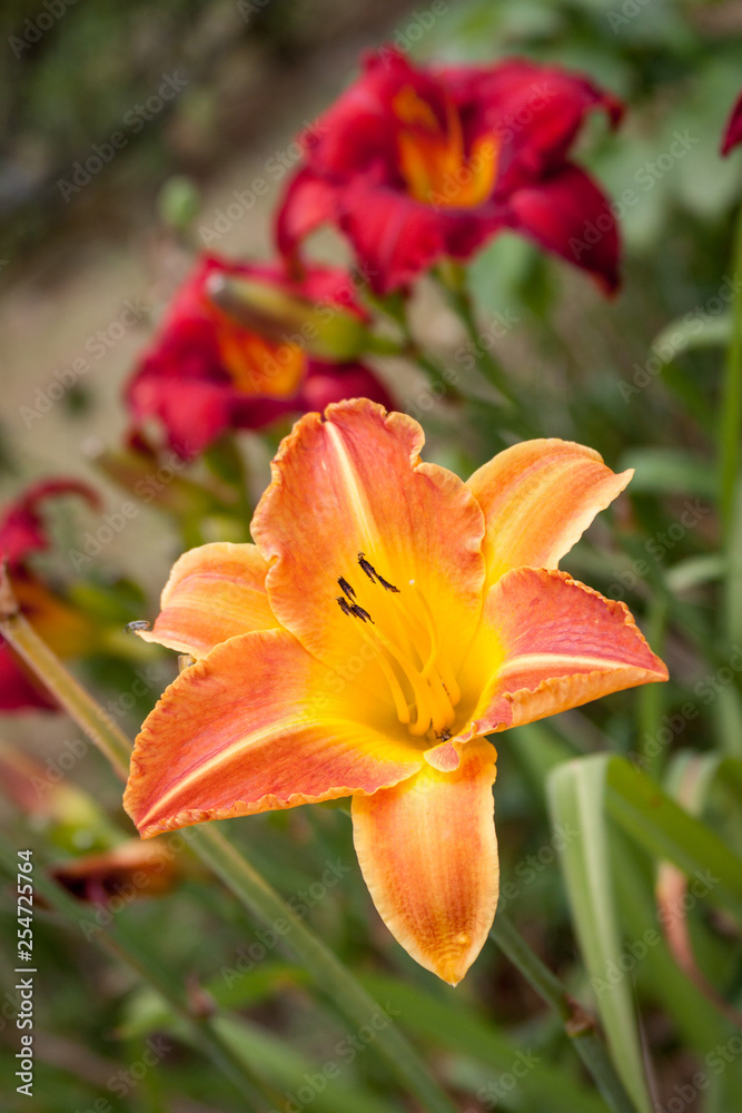 orange red daylily
