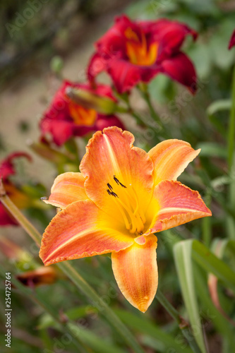 orange red daylily © fgsmiles