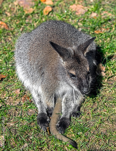 Young Bennett s wallaby. Latin name - Macropus rufogriseus 