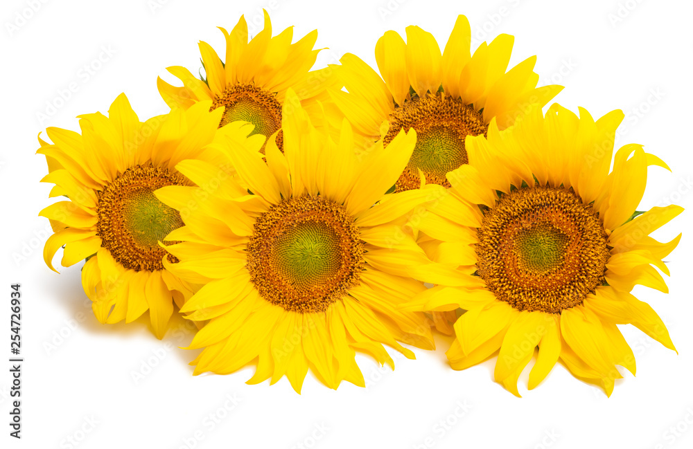Naklejka premium sunflower isolated
