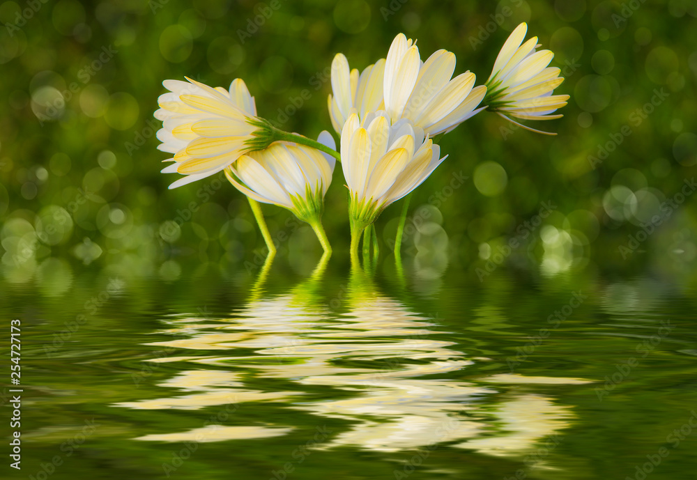 flores blancas sobre un fondo verde natural y reflejadas en el agua Stock  Photo | Adobe Stock