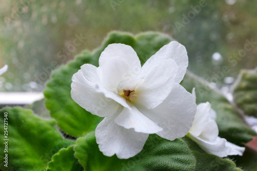 houseplant white Saintpaulia flower  African violet  in bloom