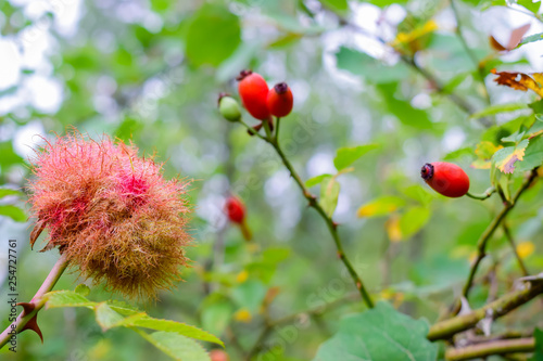  Closeup of beautiful rose bedeguar gall on a twig rosehips during autumn,caused by parasitic mossy rose gall wasp.