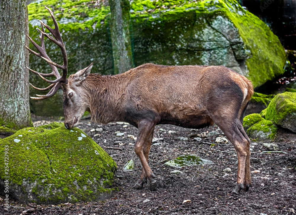 European red deer male. Latin name - Cervus elaphus hippelaphus European red deer male. Latin name - Cervus elaphus hippelaphus