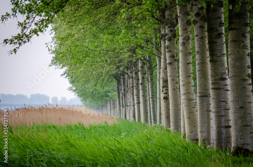 row of trees in a park