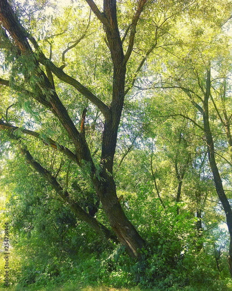 Tree. Tree.