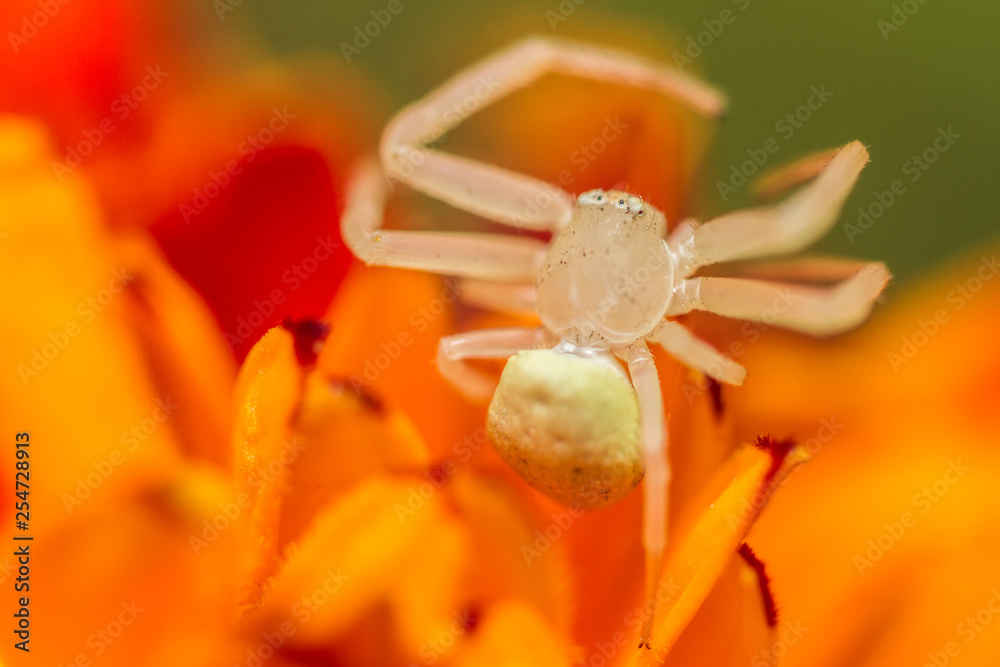 Obraz premium Aranha branca pequena