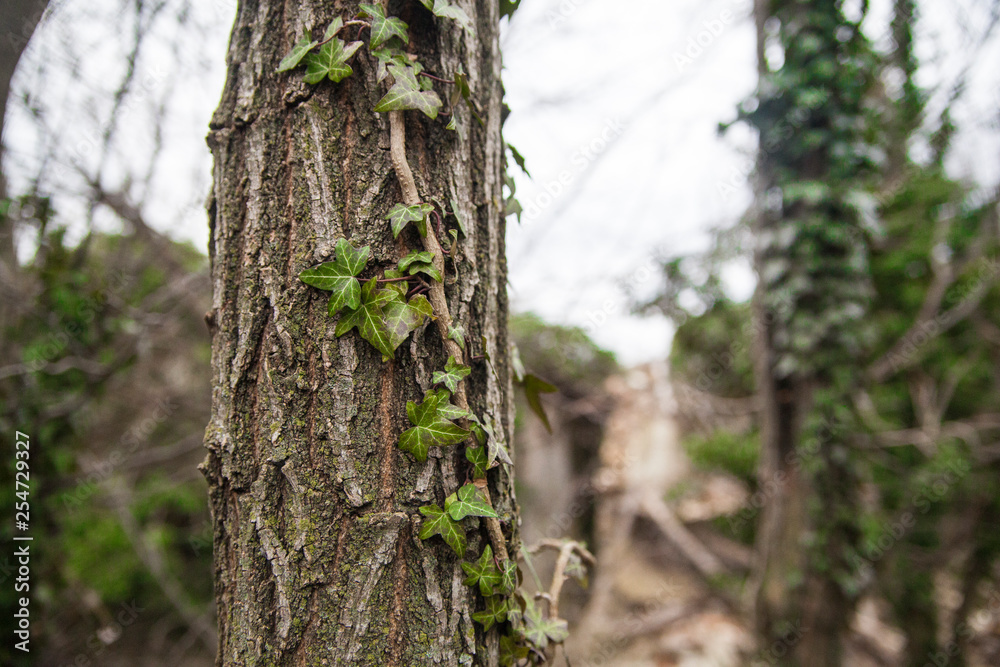 A tree overgrown with ivy