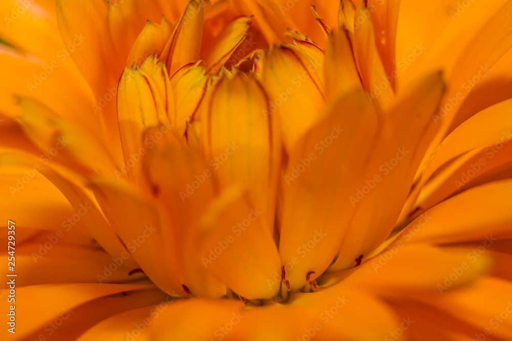 Macro flor de calêndula ou flor de manteiga laranjado Macro flor de calêndula ou flor de manteiga laranjado