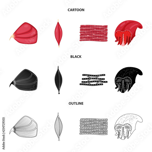 Vector illustration of fiber and muscular symbol. Set of fiber and body  vector icon for stock.