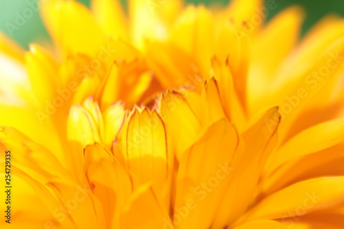 Macro flor de cal  ndula ou flor de manteiga amarela