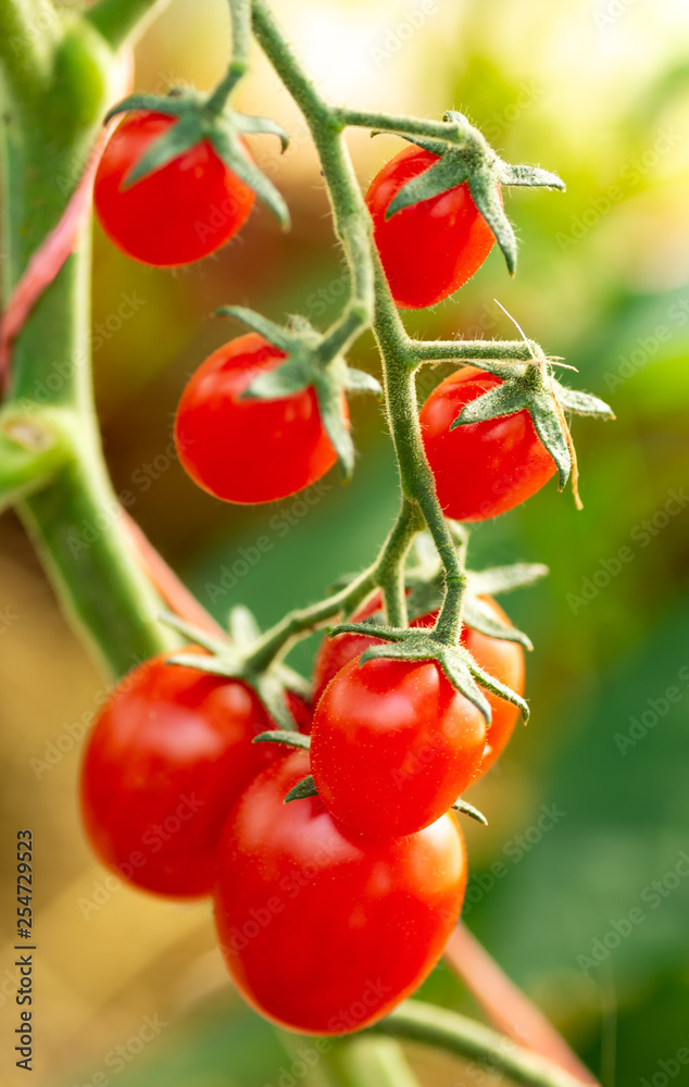 Cherry tomatoes in a garden. Ripe organic tomatoes in garden ready to harvest.