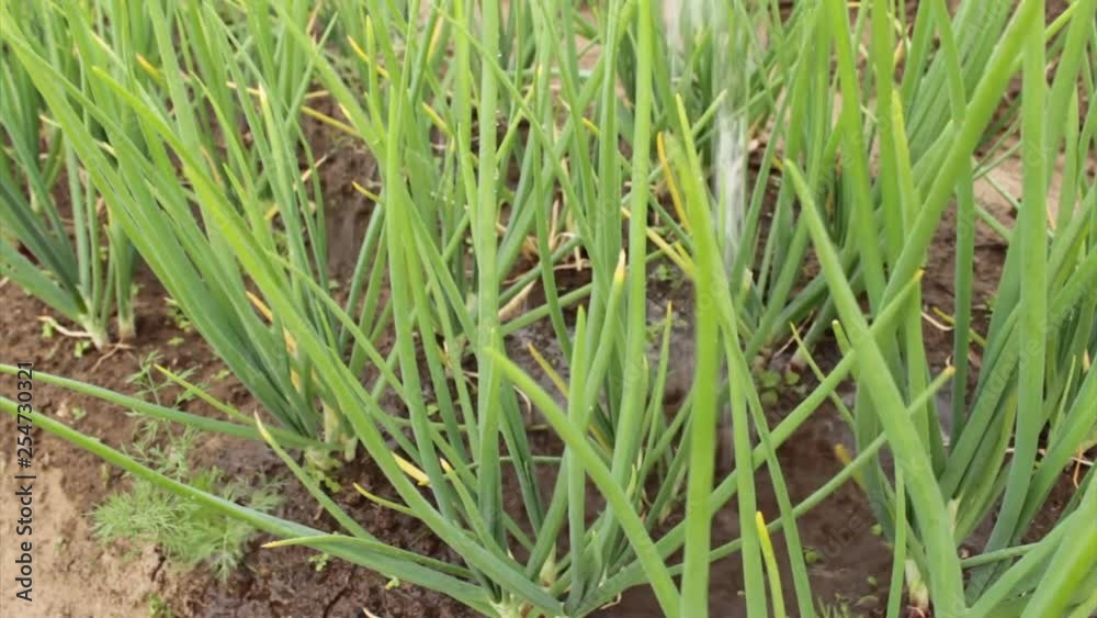 Sprouts of green onions are watered from a watering can. Small plants under water jets. Sprouts of green onions are watered from a watering can. Small plants under water jets.