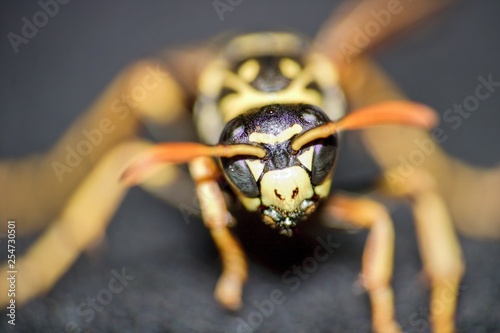 common wasp close up