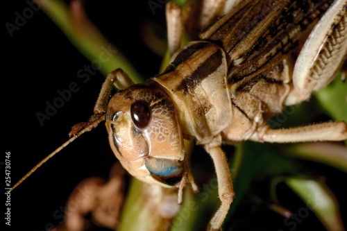 locust portrait