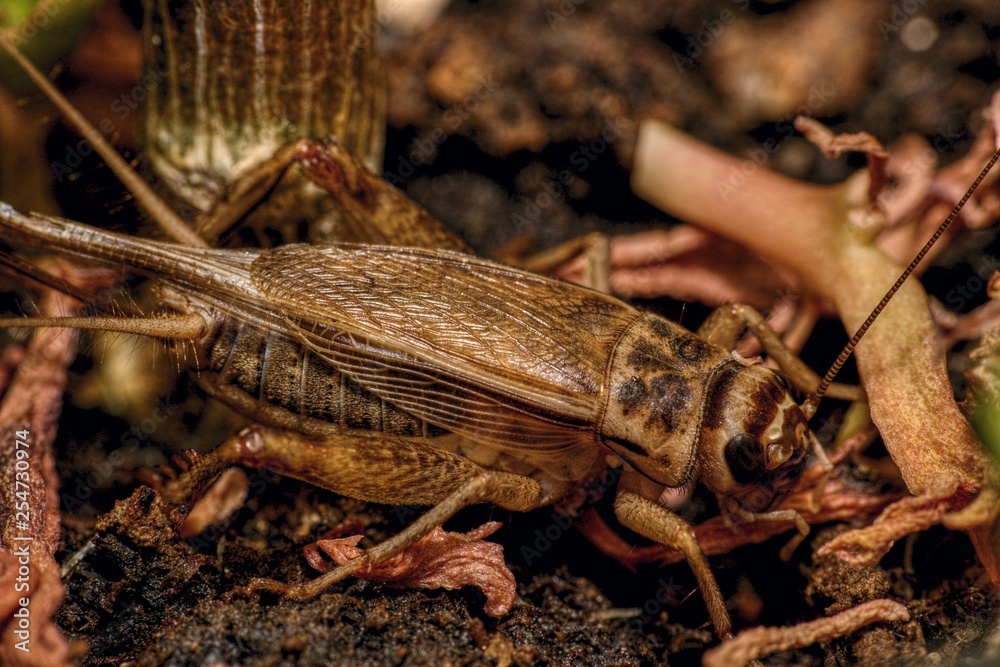 jamaican field cricket Stock Photo Adobe Stock