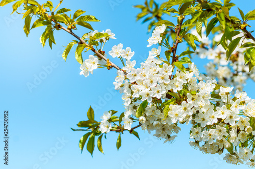 Blooming cherry tree, tiny white flowers against the blue sky.