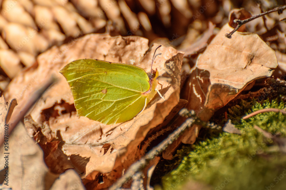 Green butterfly sitting on a dry leaf on a sunny day in the forest. Green butterfly sitting on a dry leaf on a sunny day in the forest.