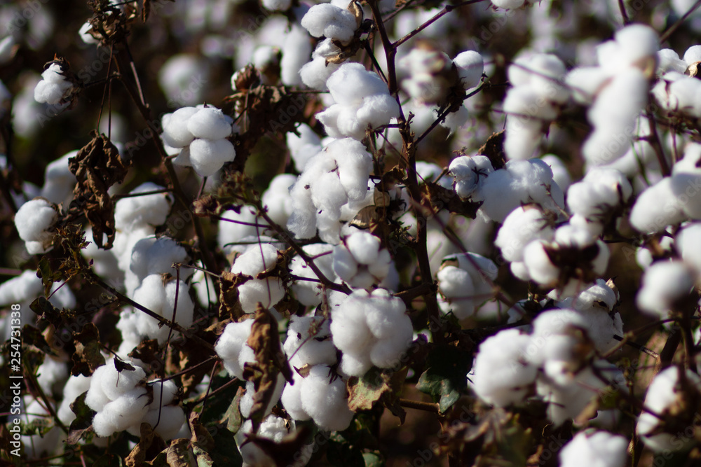 Cotton fields almost ready to harvest