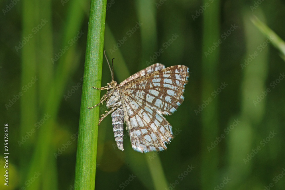 Chiasmia clathrata (LINNAEUS, 1758) Klee-Gitterspanner DE, NRW, Nonnenbachtal, Eifel 09.06.2016 Chiasmia clathrata (LINNAEUS, 1758) Klee-Gitterspanner DE, NRW, Nonnenbachtal, Eifel 09.06.2016