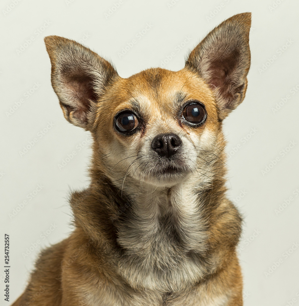 Chihuahua Canela