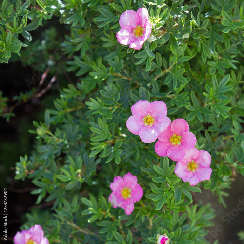 Pink flowers of garden saxifrage closeup