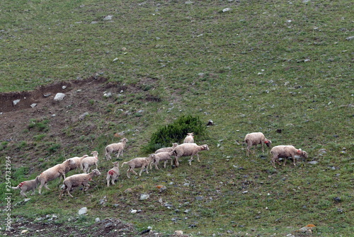 Sheep graze in the Altai mountains