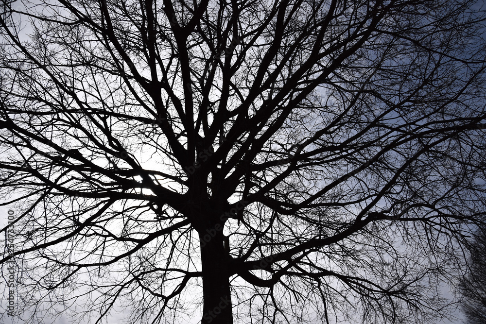 Raggio di sole che attraversa gli alberi Raggio di sole che attraversa gli alberi