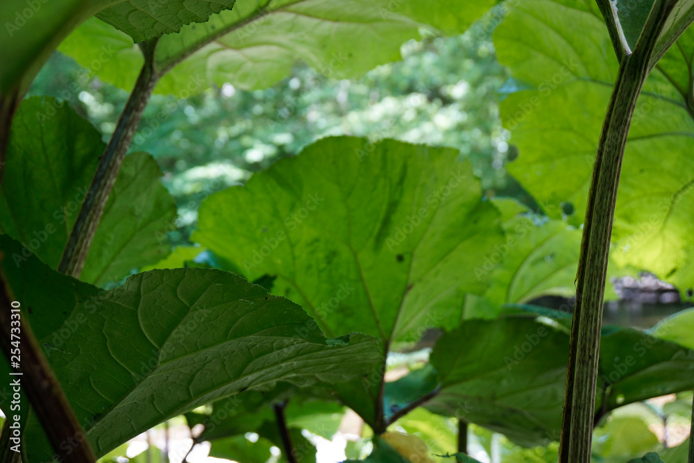 macro picture underneath leaves macro picture underneath leaves
