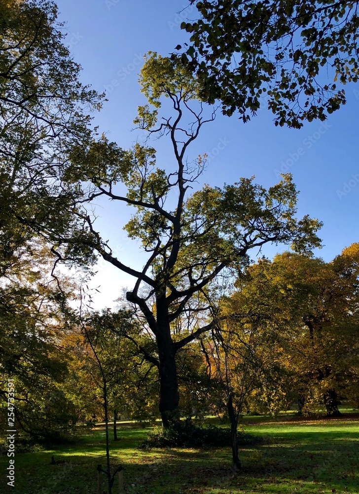 Obraz premium wisp of a tree