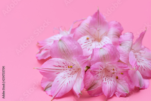 Tropical flowers on a pink background. Delicate pink flowers.