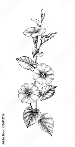 Hand Drawn Bindweed Flower with Leaves