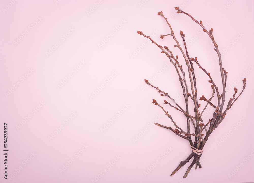 spring flat lay, a tree branch with swollen buds on a delicate pink background, showing the awakening of nature after winter