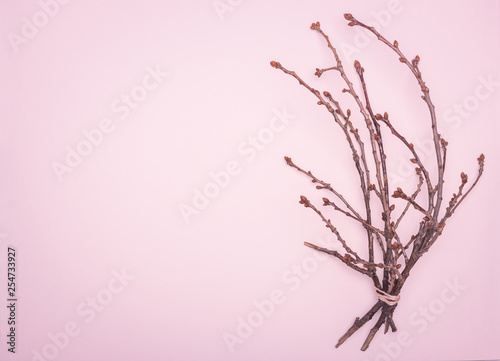 spring flat lay  a tree branch with swollen buds on a delicate pink background  showing the awakening of nature after winter