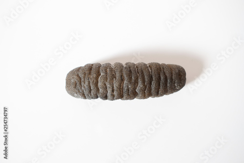 Dried sea cucumber on white background