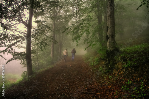 Walking in the foggy forest. Walking in the foggy forest. Fresh air and plenty of oxygen. 
