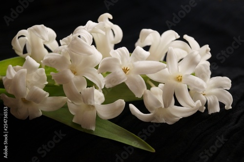  Background with flower - beautiful white hyacinths